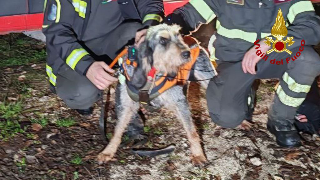 San Severino - Cane da caccia cade in una gola: recuperato dai vigili del fuoco